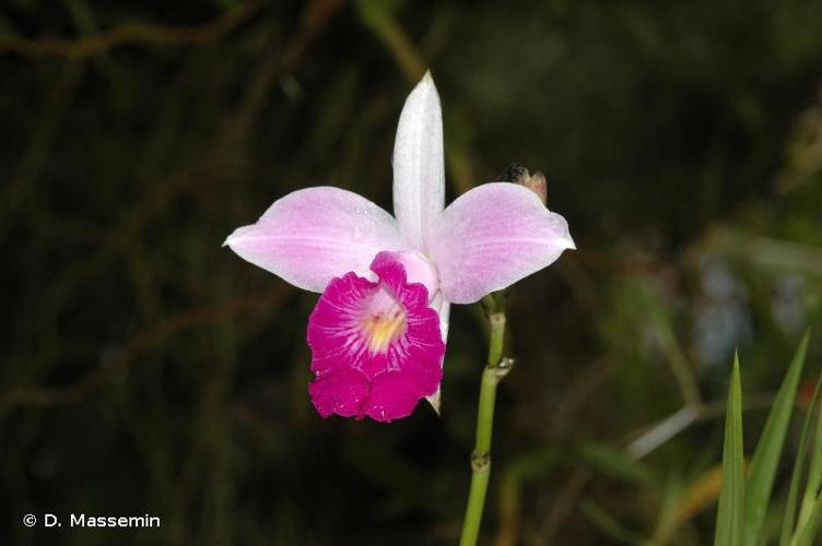 <i>Arundina graminifolia</i> (D.Don) Hochr., 1910 © D. Massemin