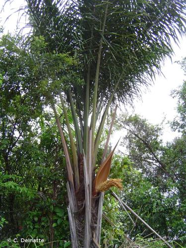 <i>Attalea maripa</i> (Aubl. ex Corrêa) Mart., 1844 © C. Delnatte