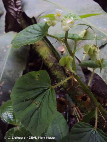 <i>Begonia hirtella</i> Link, 1822 © C. Delnatte - DEAL Martinique