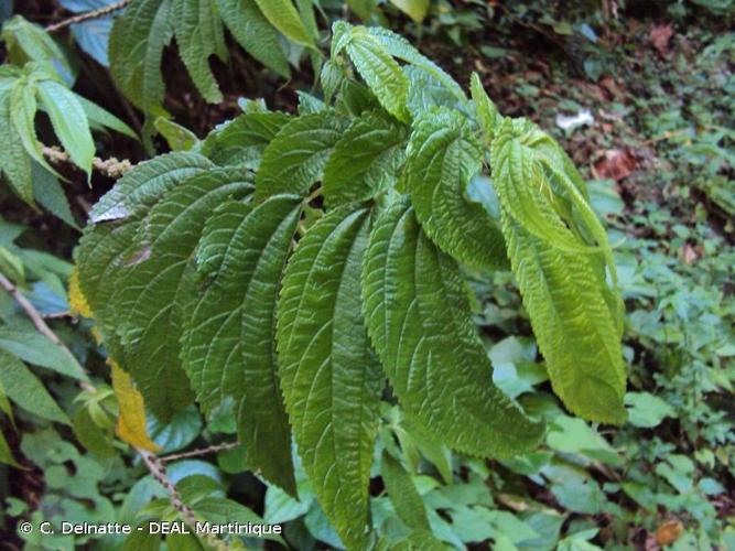 <i>Boehmeria ramiflora</i> Jacq., 1760 © C. Delnatte - DEAL Martinique