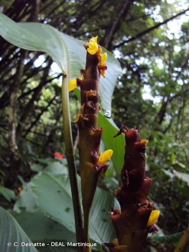 <i>Calathea lutea</i> (Aubl.) G.Mey. ex Schult., 1822 © C. Delnatte - DEAL Martinique