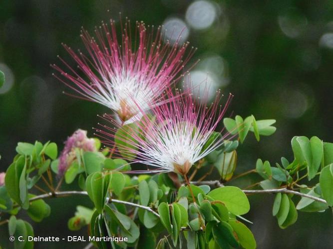 <i>Calliandra tergemina</i> (L.) Benth., 1844 © C. Delnatte - DEAL Martinique