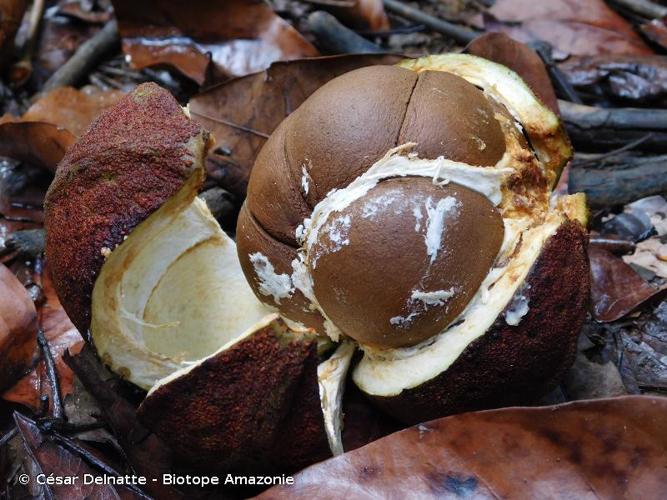 <i>Carapa guianensis</i> Aubl., 1775 © César Delnatte - Biotope Amazonie