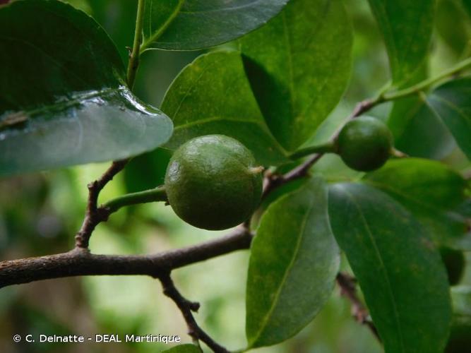 <i>Casearia decandra</i> Jacq., 1760 © C. Delnatte - DEAL Martinique