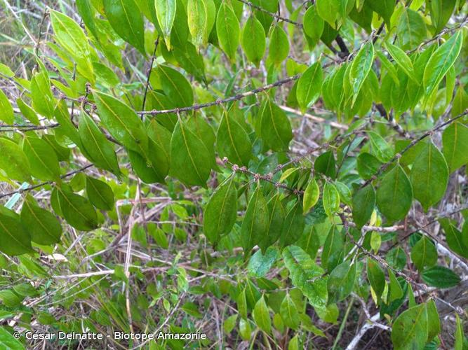 <i>Casearia sylvestris</i> Sw., 1798 © César Delnatte - Biotope Amazonie