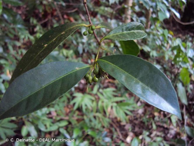 <i>Cassipourea guianensis</i> Aubl., 1775 © C. Delnatte - DEAL Martinique