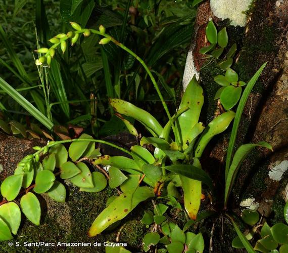 <i>Catopsis sessiliflora</i> (Ruiz & Pav.) Mez, 1896 © S. Sant/Parc Amazonien de Guyane