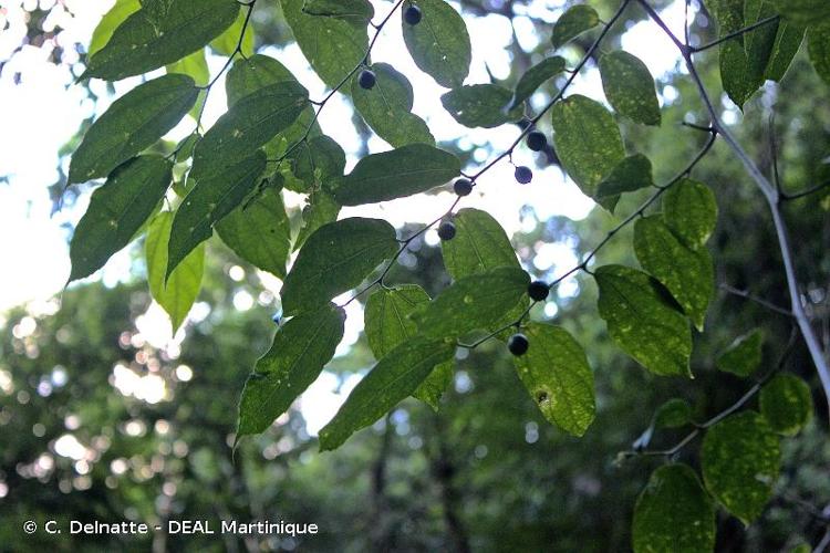 <i>Celtis iguanaea</i> (Jacq.) Sarg., 1895 © C. Delnatte - DEAL Martinique