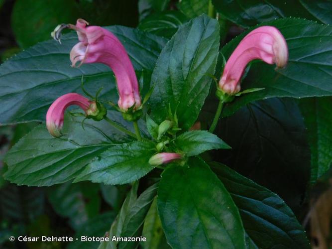 <i>Centropogon cornutus</i> (L.) Druce, 1914 © César Delnatte - Biotope Amazonie