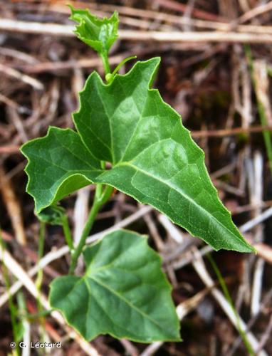 <i>Ceratosanthes palmata</i> (L.) Urb., 1918 © G. Léotard