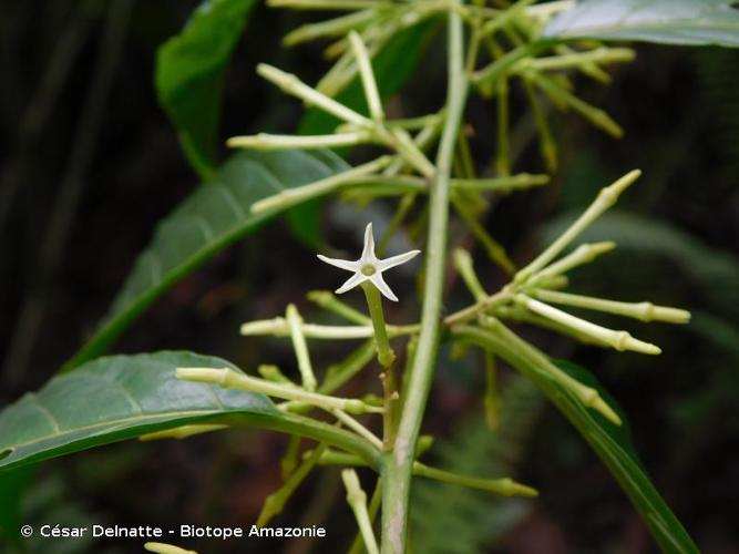 <i>Cestrum latifolium</i> Lam., 1794 © César Delnatte - Biotope Amazonie