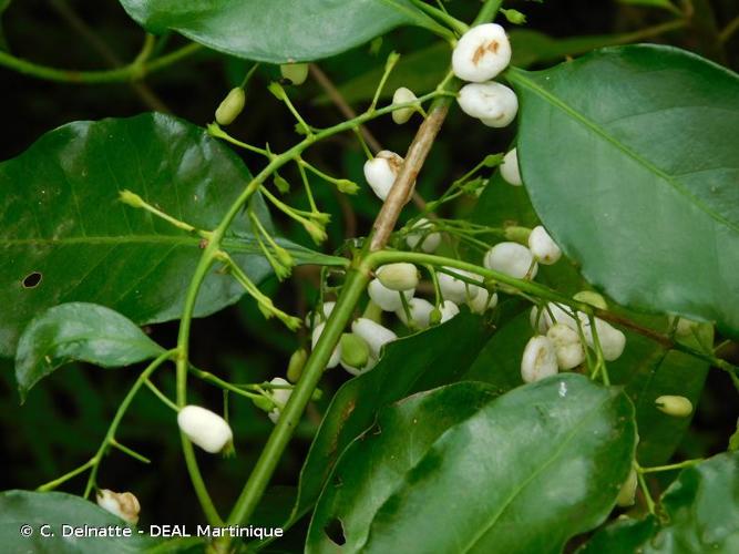 <i>Chiococca alba</i> (L.) Hitchc., 1893 © C. Delnatte - DEAL Martinique