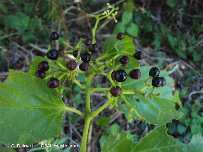 <i>Cissus verticillata</i> (L.) Nicolson & C.E.Jarvis, 1984 © C. Delnatte - DEAL Martinique