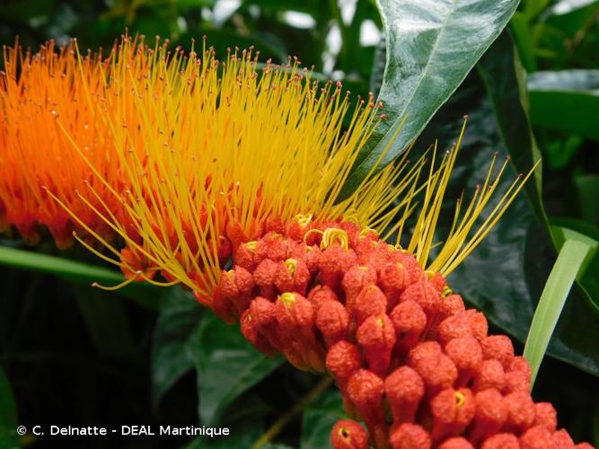 <i>Combretum rotundifolium</i> Rich., 1792 © C. Delnatte - DEAL Martinique