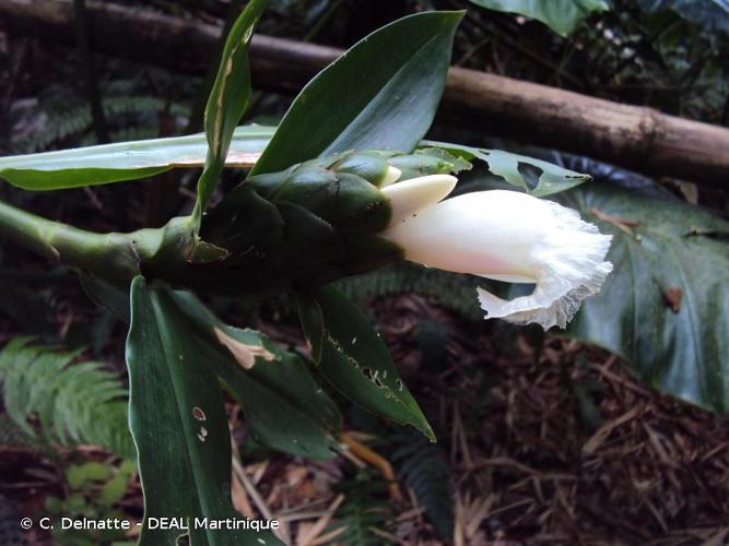 <i>Costus arabicus</i> L., 1753 © C. Delnatte - DEAL Martinique