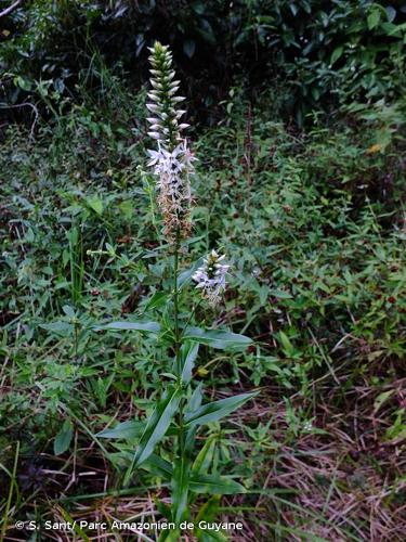 <i>Coutoubea spicata</i> Aubl., 1775 © S. Sant/ Parc Amazonien de Guyane