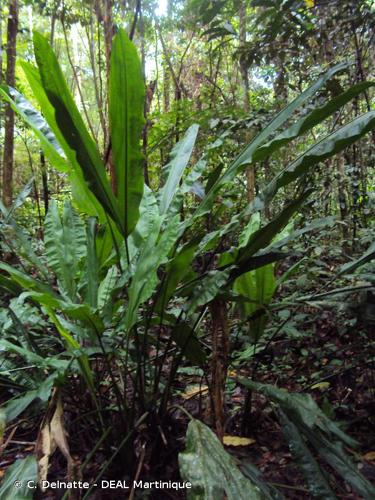 <i>Cyclanthus bipartitus</i> Poit. ex A.Rich., 1822 © C. Delnatte - DEAL Martinique