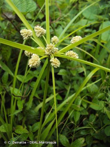 <i>Cyperus luzulae</i> (L.) Retz., 1786 © C. Delnatte - DEAL Martinique