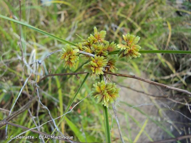 <i>Cyperus surinamensis</i> Rottb., 1773 © C. Delnatte - DEAL Martinique