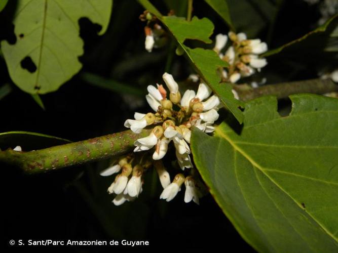 <i>Dalbergia ecastaphyllum</i> (L.) Taub., 1894 © S. Sant/Parc Amazonien de Guyane