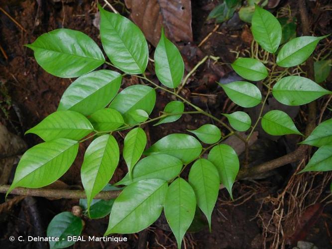 <i>Dalbergia monetaria</i> L.f., 1782 © C. Delnatte - DEAL Martinique