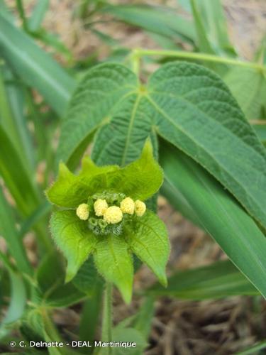 <i>Dalechampia scandens</i> L., 1753 © C. Delnatte - DEAL Martinique