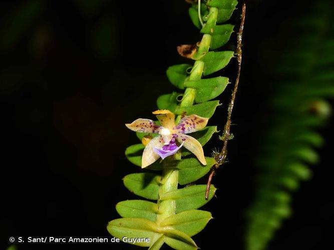 <i>Dichaea pendula</i> (Aubl.) Cogn., 1903 © S. Sant/ Parc Amazonien de Guyane