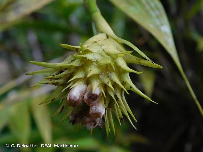 <i>Elleanthus cephalotus</i> Garay & H.R.Sweet, 1972 © C. Delnatte - DEAL Martinique