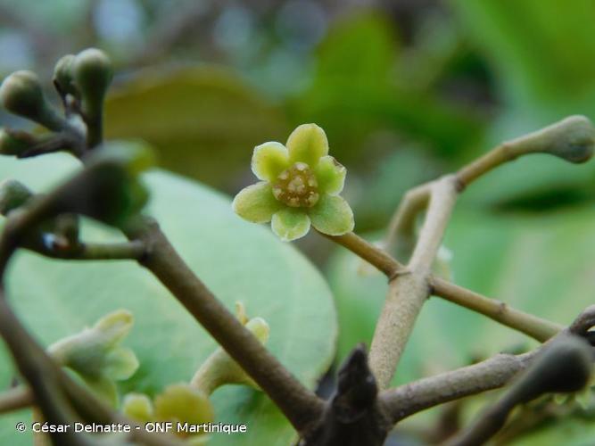 <i>Endlicheria sericea</i> Nees, 1833 © César Delnatte - ONF Martinique