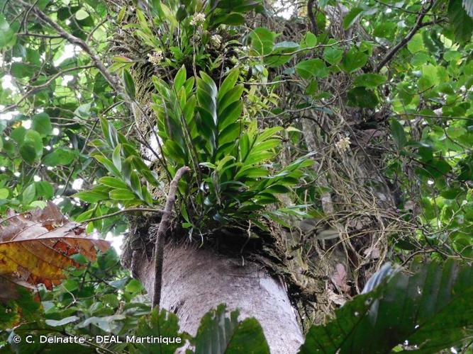 <i>Epidendrum anceps</i> Jacq., 1763 © C. Delnatte - DEAL Martinique