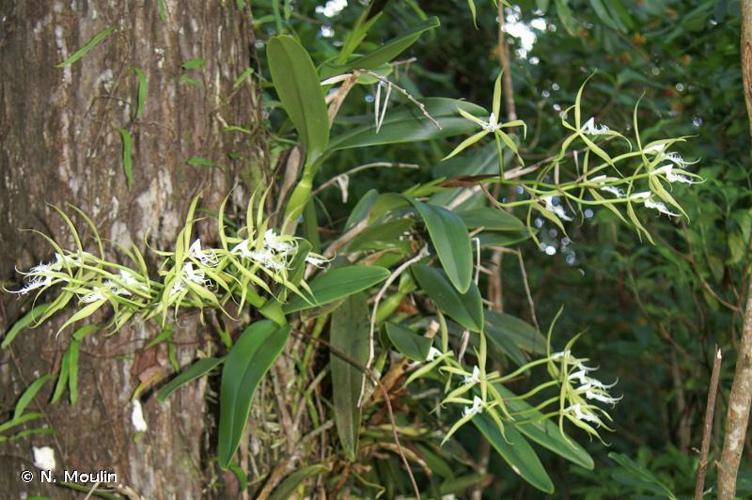 <i>Epidendrum ciliare</i> L., 1759 © N. Moulin