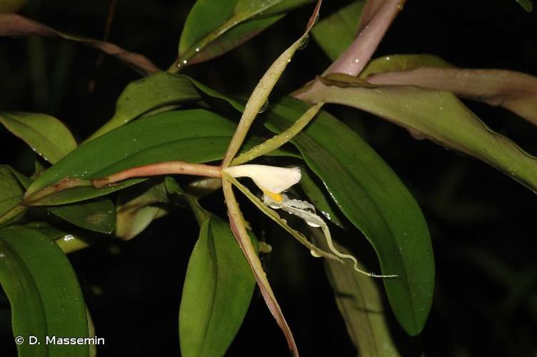 <i>Epidendrum nocturnum</i> Jacq., 1760 © D. Massemin