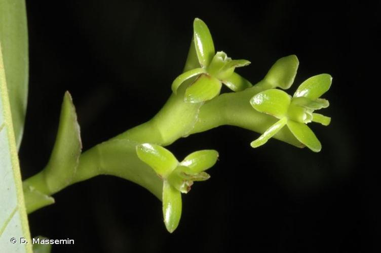 <i>Epidendrum rigidum</i> Jacq., 1760 © D. Massemin