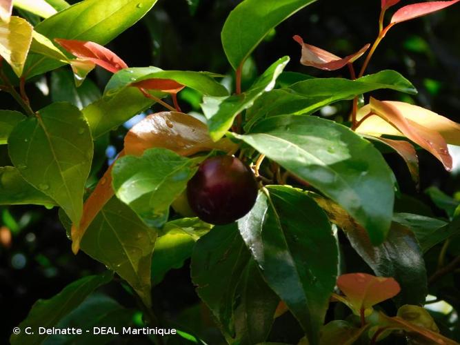 <i>Flacourtia jangomas</i> (Lour.) Raeusch., 1797 © C. Delnatte - DEAL Martinique