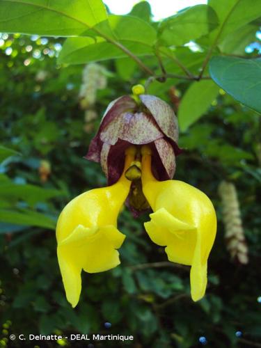 <i>Gmelina philippensis</i> Cham., 1832 © C. Delnatte - DEAL Martinique