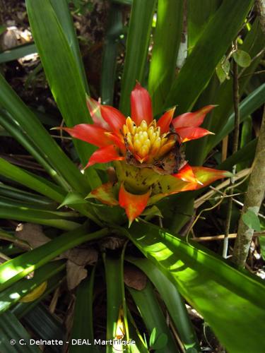 <i>Guzmania lingulata</i> (L.) Mez, 1896 © C. Delnatte - DEAL Martinique