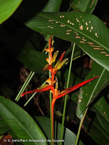 <i>Heliconia acuminata</i> Rich., 1831 © S. Sant/Parc Amazonien de Guyane