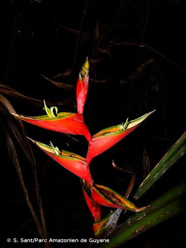 <i>Heliconia bihai</i> (L.) L., 1771 © S. Sant/Parc Amazonien de Guyane