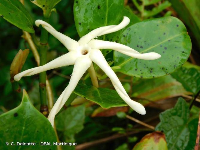 <i>Hillia parasitica</i> Jacq., 1760 © C. Delnatte - DEAL Martinique