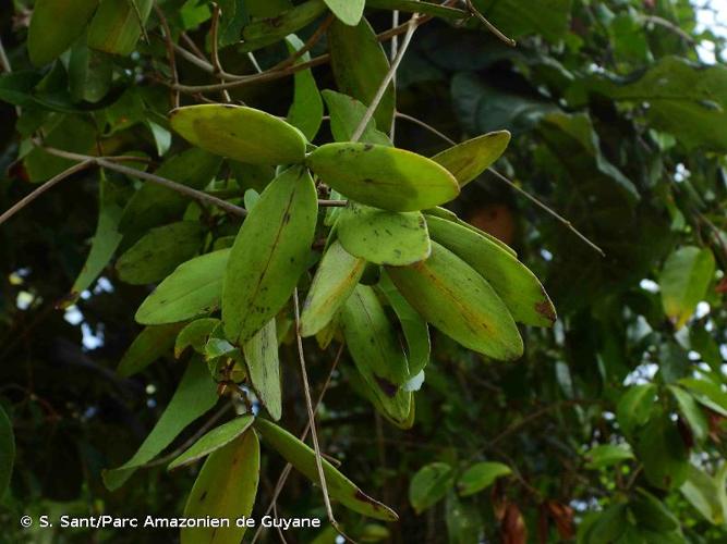 <i>Hippocratea volubilis</i> L., 1753 © S. Sant/Parc Amazonien de Guyane