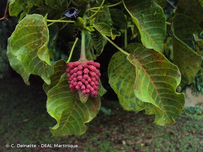 <i>Hura crepitans</i> L., 1753 © C. Delnatte - DEAL Martinique