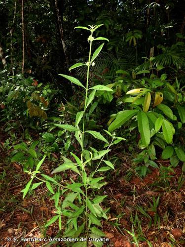 <i>Hyptis lanceolata</i> Poir., 1813 © S. Sant/Parc Amazonien de Guyane