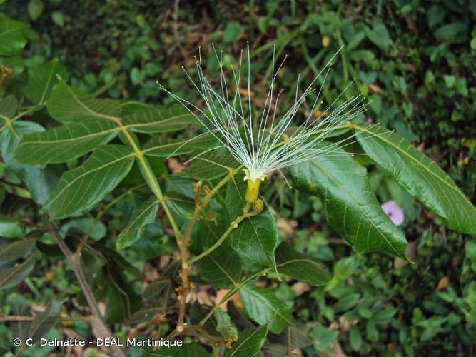 <i>Inga ingoides</i> (Rich.) Willd., 1806 © C. Delnatte - DEAL Martinique