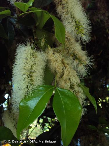 <i>Inga laurina</i> (Sw.) Willd., 1806 © C. Delnatte - DEAL Martinique