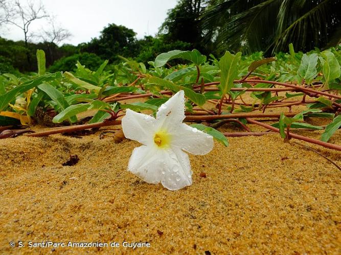 <i>Ipomoea imperati</i> (Vahl) Griseb., 1866 © S. Sant/Parc Amazonien de Guyane