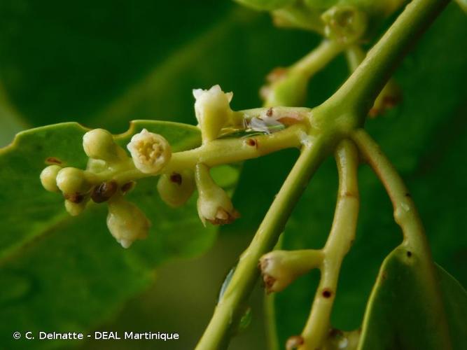 <i>Laguncularia racemosa</i> (L.) C.F.Gaertn., 1807 © C. Delnatte - DEAL Martinique