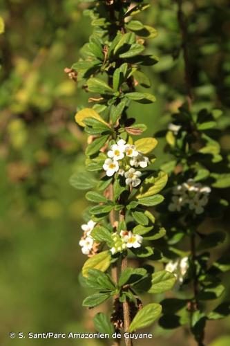 <i>Lippia micromera</i> Schauer, 1847 © S. Sant/Parc Amazonien de Guyane