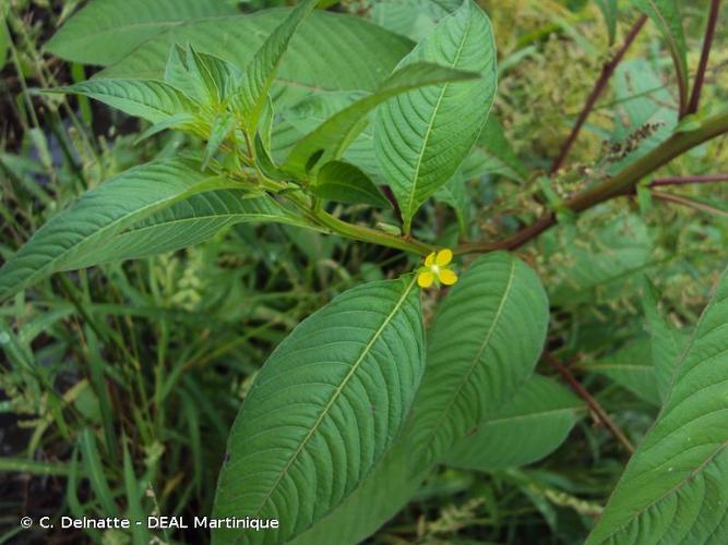 <i>Ludwigia erecta</i> (L.) H.Hara, 1953 © C. Delnatte - DEAL Martinique