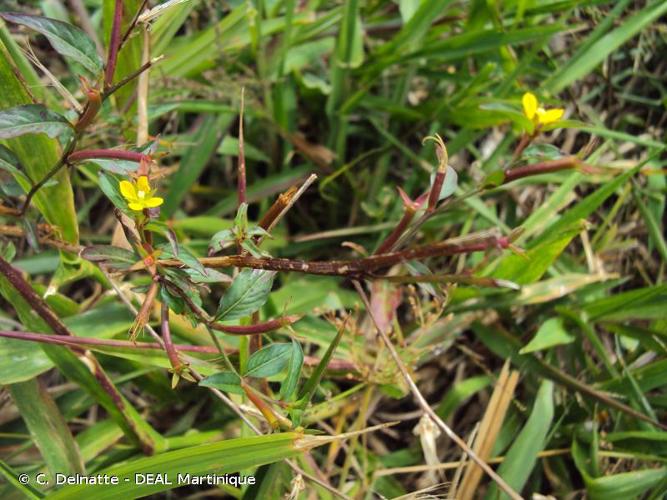 <i>Ludwigia hyssopifolia</i> (G.Don) Exell, 1957 © C. Delnatte - DEAL Martinique