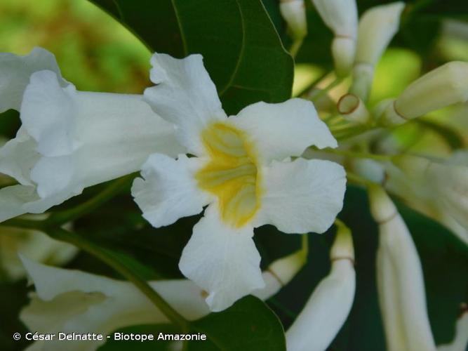 <i>Lundia erionema</i> DC., 1845 © César Delnatte - Biotope Amazonie